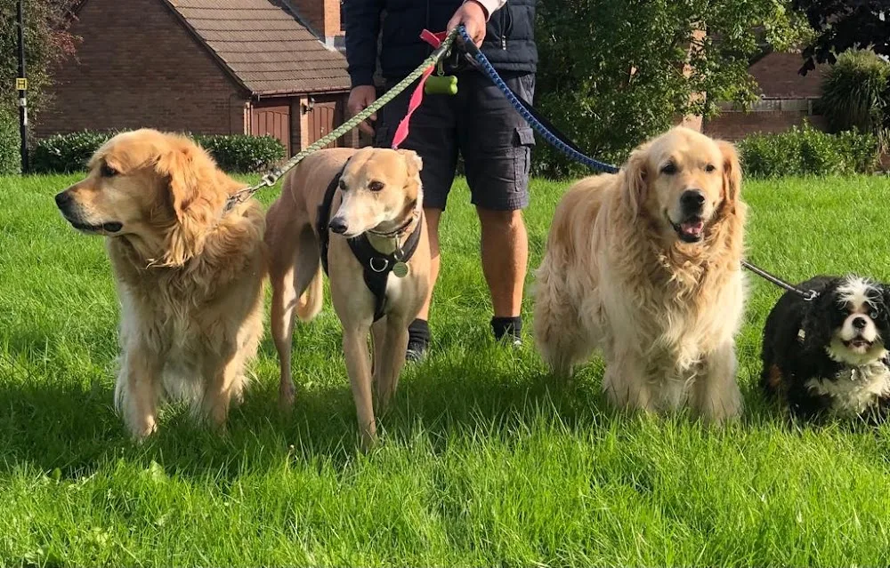 Barley Cross Dog Boarding - North Somerset pet otel