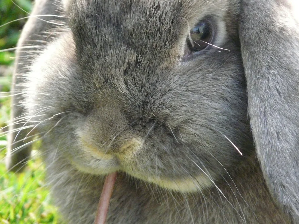 Barnabys Bunny Barn - North Somerset pet otel görseli 2