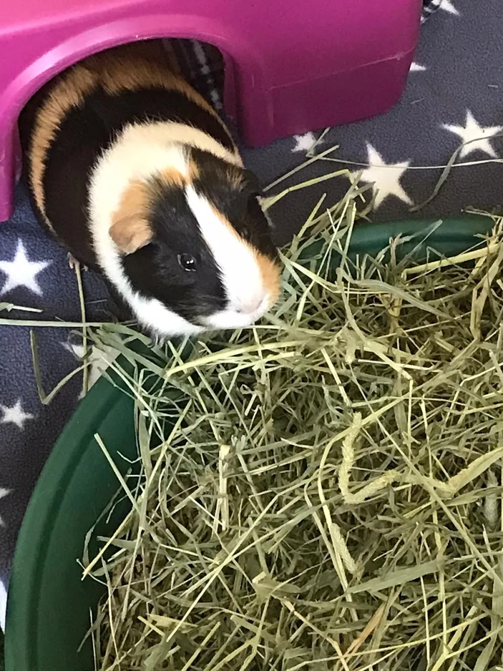 Barnabys Bunny Barn - North Somerset pet otel görseli 3