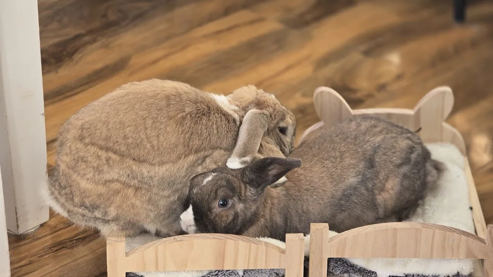 Bristol Bunny Boarding - North Somerset pet otel