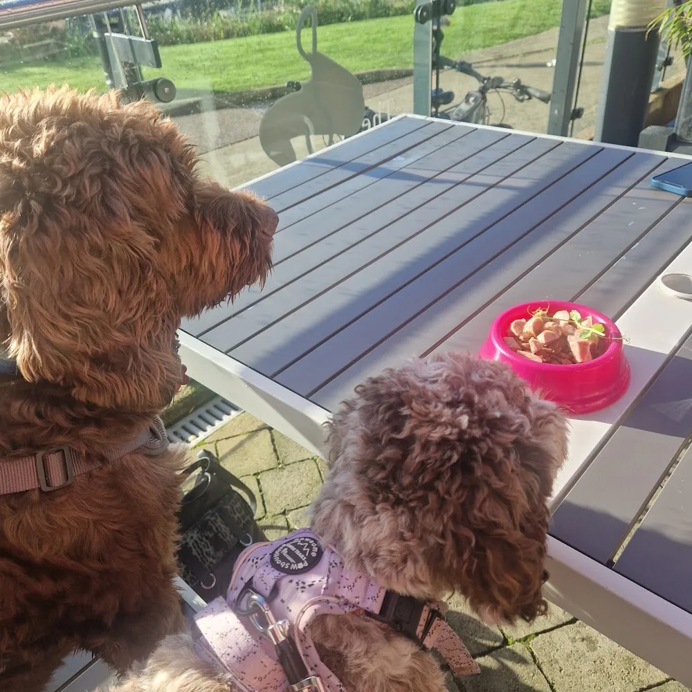 Claire-Bears Doggy Daycare and Home Boarding - North Somerset pet otel