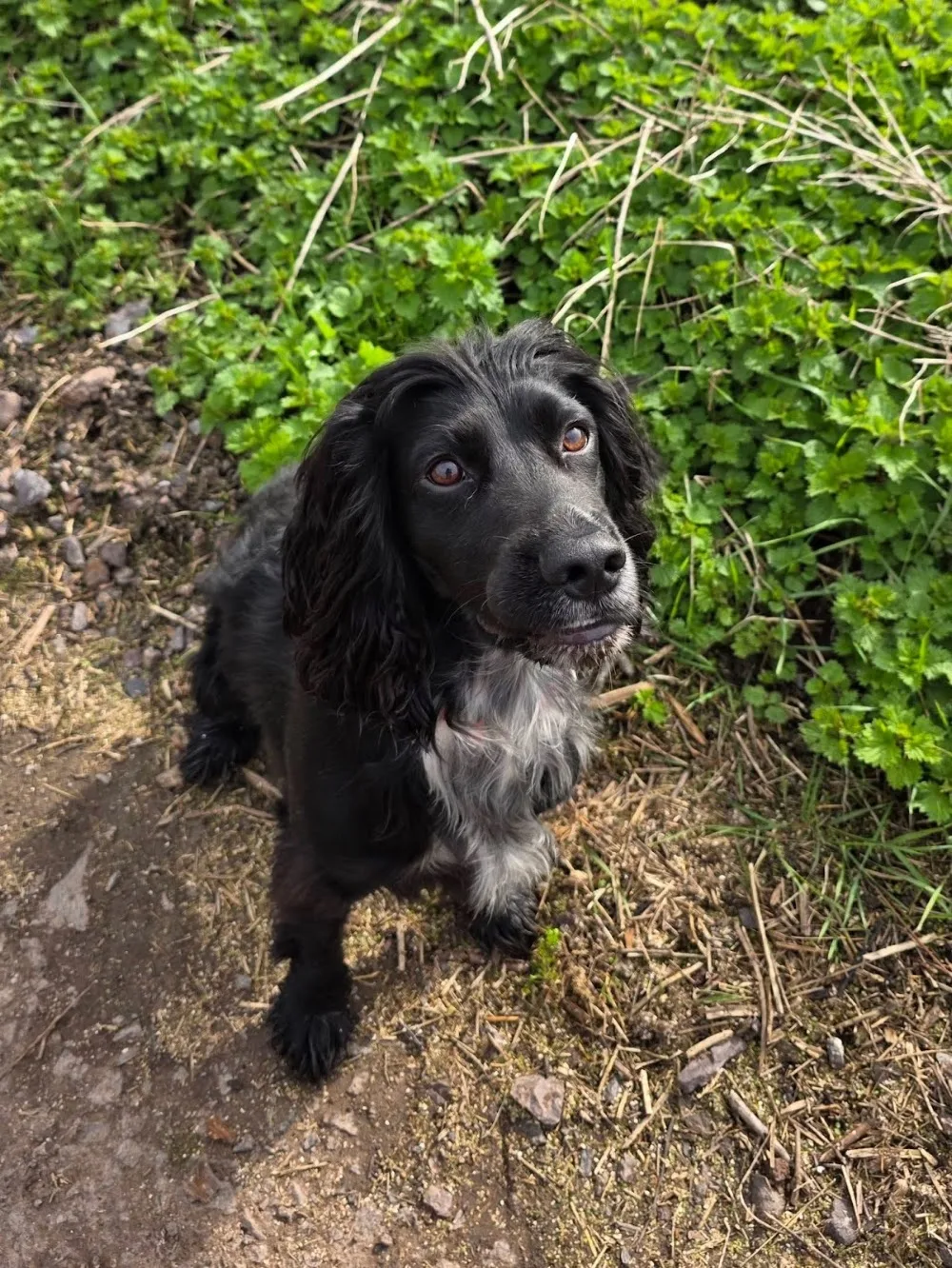 Claire-Bears Doggy Daycare and Home Boarding - North Somerset pet otel görseli 3