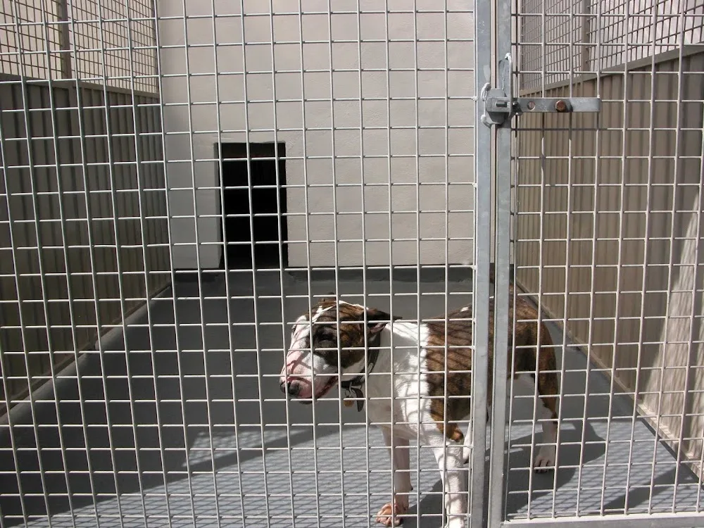 Delhorn Boarding Kennels & Cattery - North Somerset pet otel