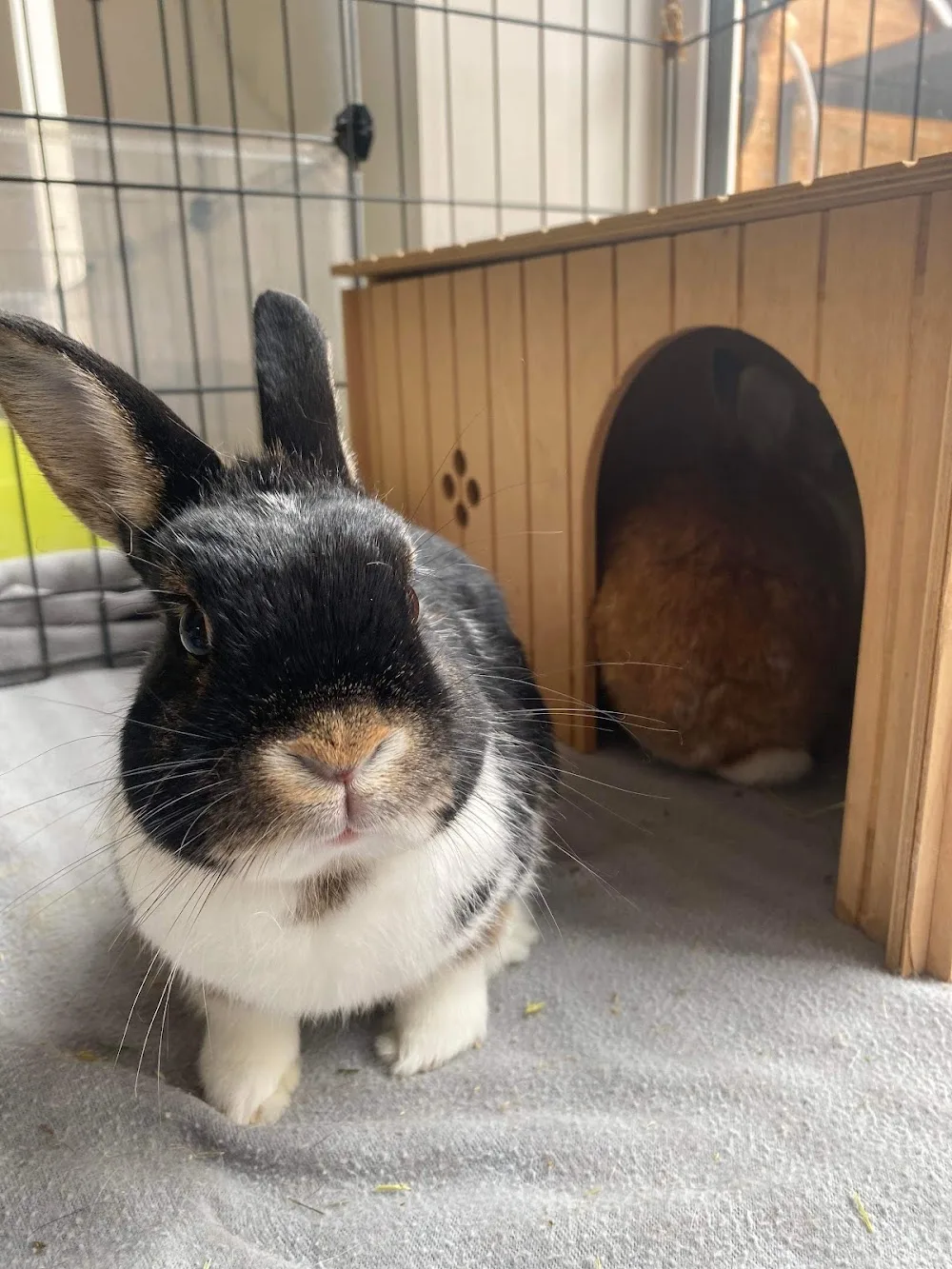 Fluffy Friends Hotel - Small Pet Boarding - North Somerset pet otel görseli 2