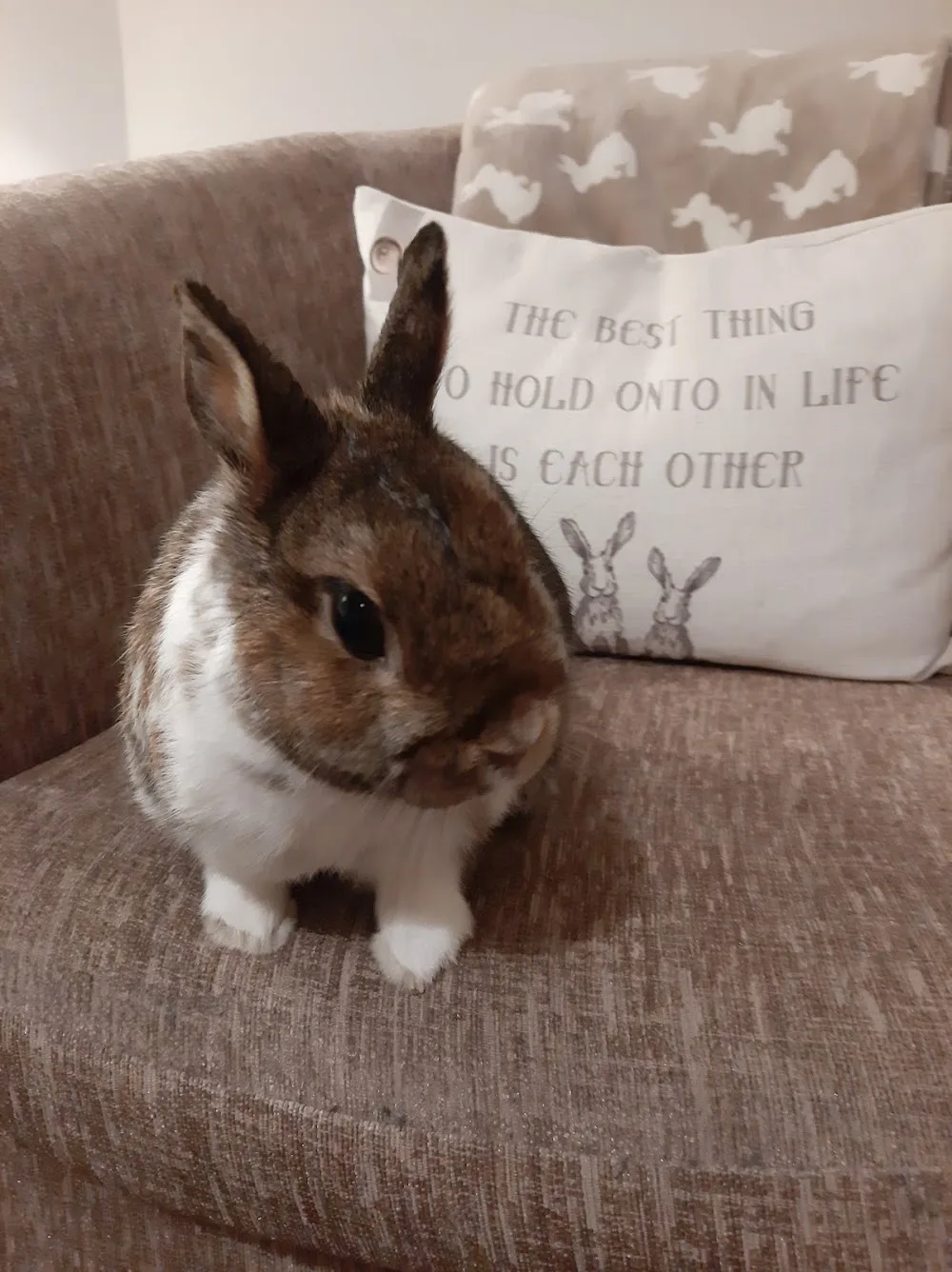 Fluffy Friends Hotel - Small Pet Boarding - North Somerset pet otel görseli 3