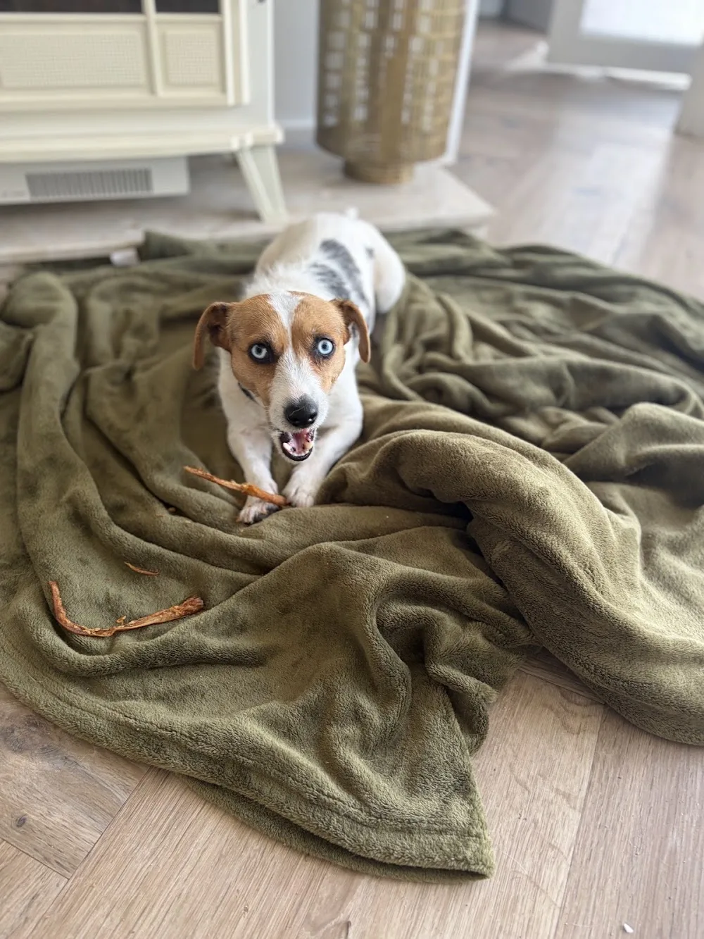 Frome Valley Dog Retreat - North Somerset pet otel