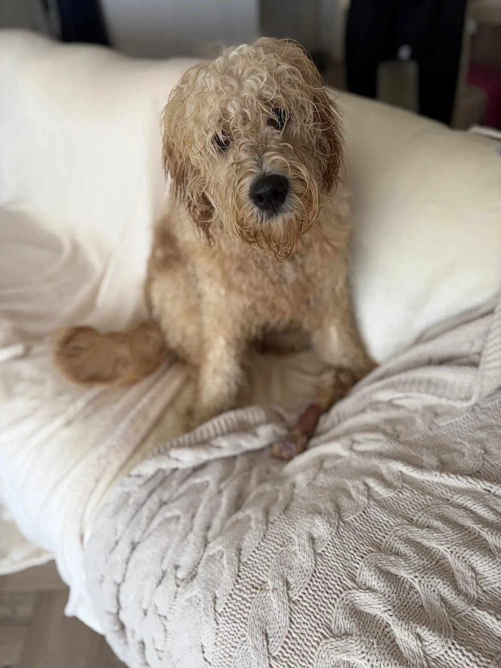 Frome Valley Dog Retreat - North Somerset pet otel görseli 3