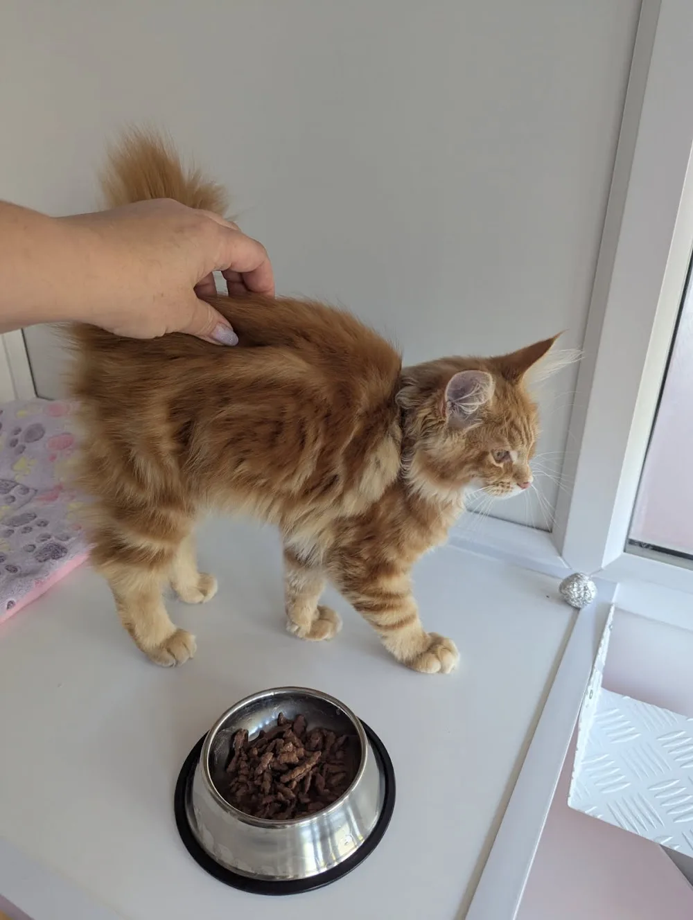 Furlong Nursery Luxury Cattery and Luxury Dog Boarding - North Somerset pet otel