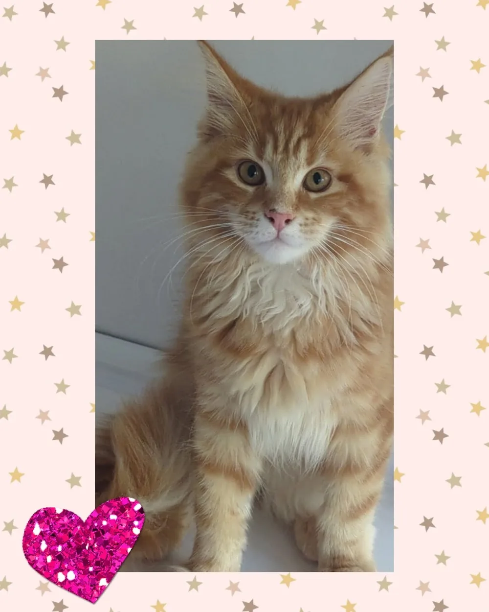 Furlong Nursery Luxury Cattery and Luxury Dog Boarding - North Somerset pet otel görseli 3