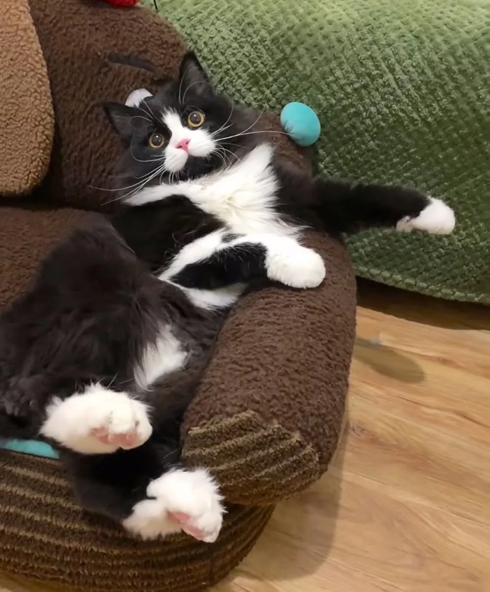 Happy Cattery - North Somerset pet otel görseli 2