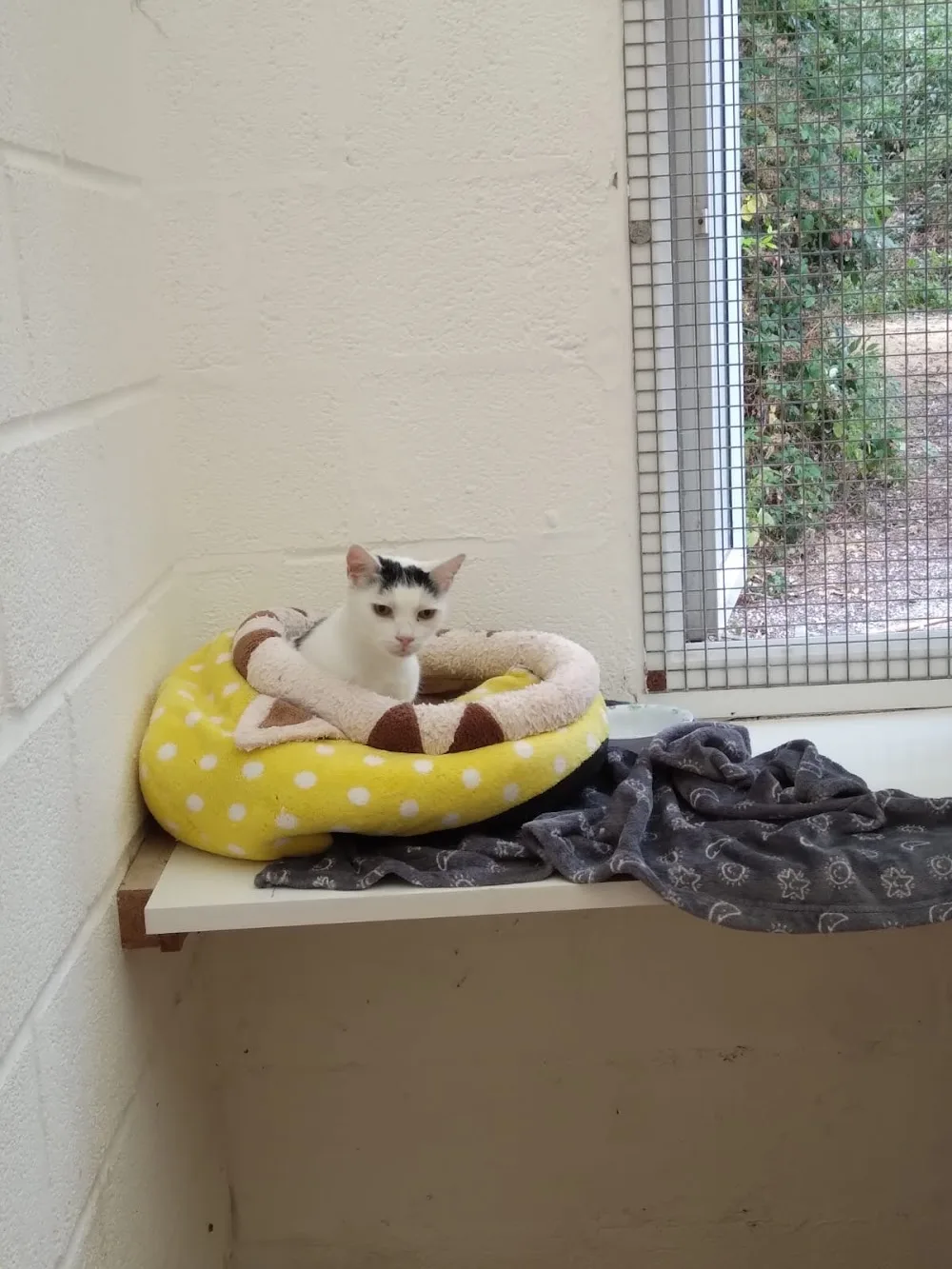 Happy Cattery - North Somerset pet otel görseli 3