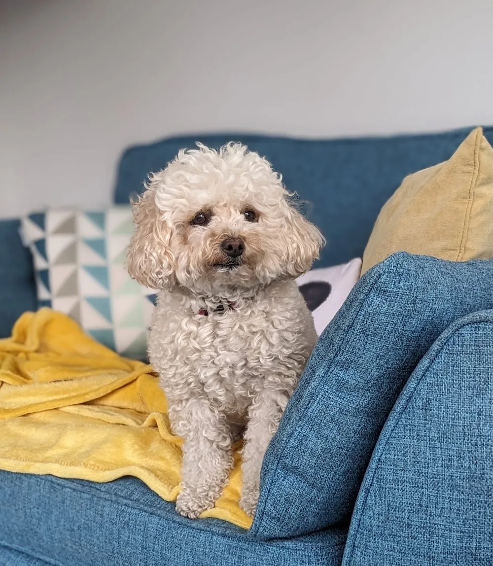 Happy Pawz - Cat / Small Animal Visits. Dog Boarding and Daycare for Poodle Crosses and small breeds only. - North Somerset pet otel görseli 2