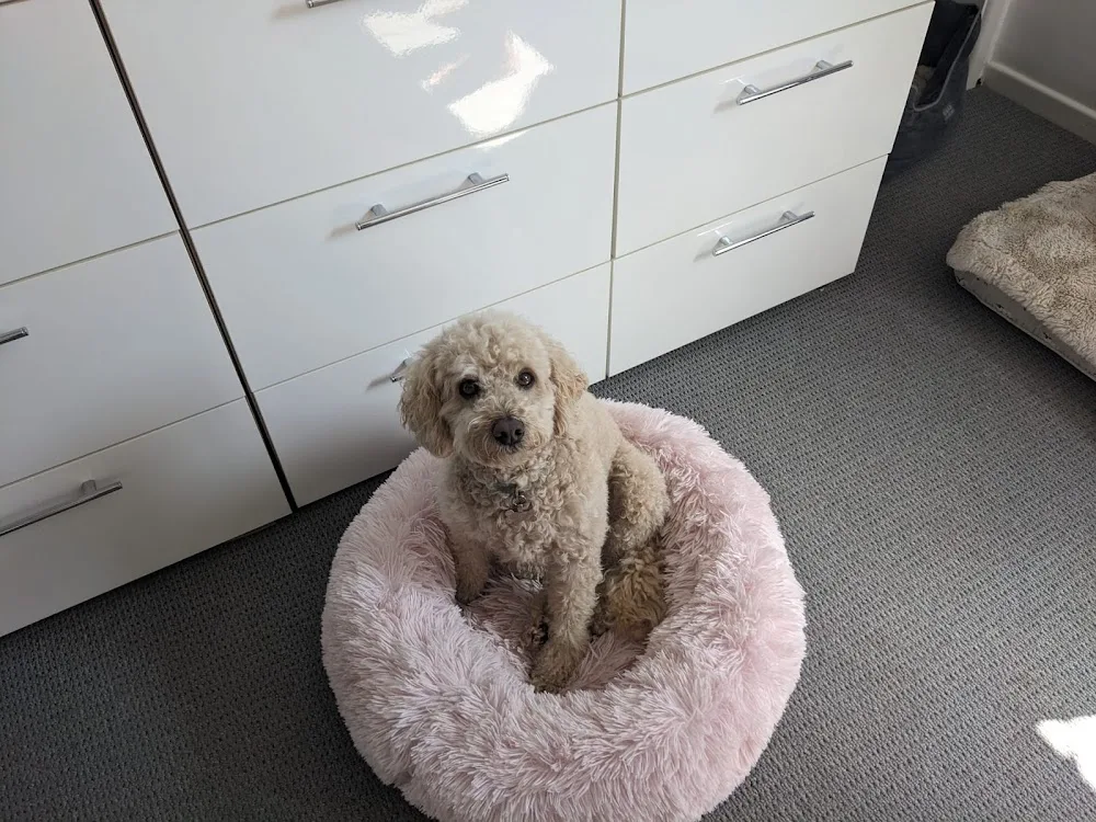 Happy Pawz - Cat / Small Animal Visits. Dog Boarding and Daycare for Poodle Crosses and small breeds only. - North Somerset pet otel görseli 3