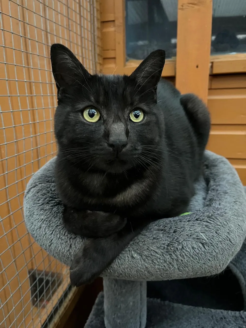 Maisey’s Feline Retreat - North Somerset pet otel