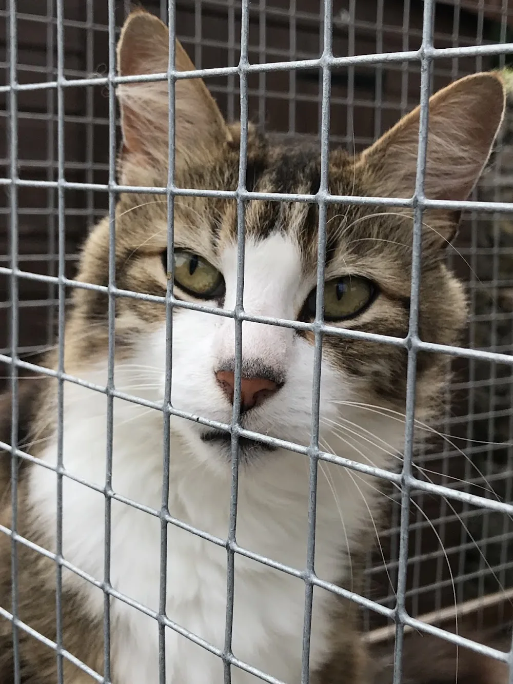 Riverside Cattery - North Somerset pet otel görseli 3