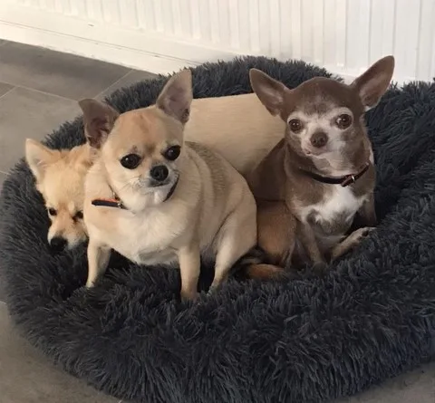TheGoodDogsLife, HOME Boarding for Small Dogs Only - North Somerset pet otel görseli 2