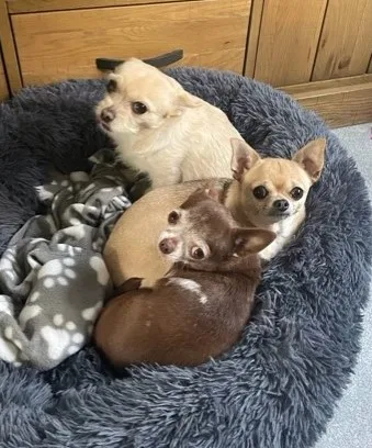 TheGoodDogsLife, HOME Boarding for Small Dogs Only - North Somerset pet otel görseli 3