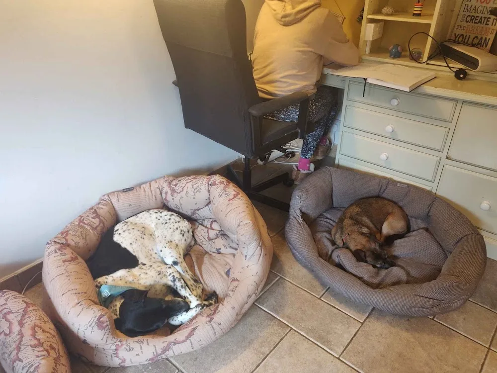 Woolmers Home Dog Boarding - North Somerset pet otel görseli 3