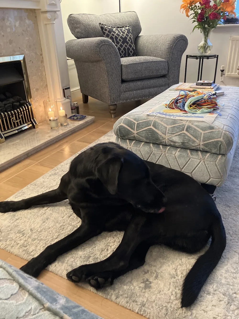 Funbound - Home Boarding / Dog Walking/ Dog Running - North Walsham pet otel görseli 3