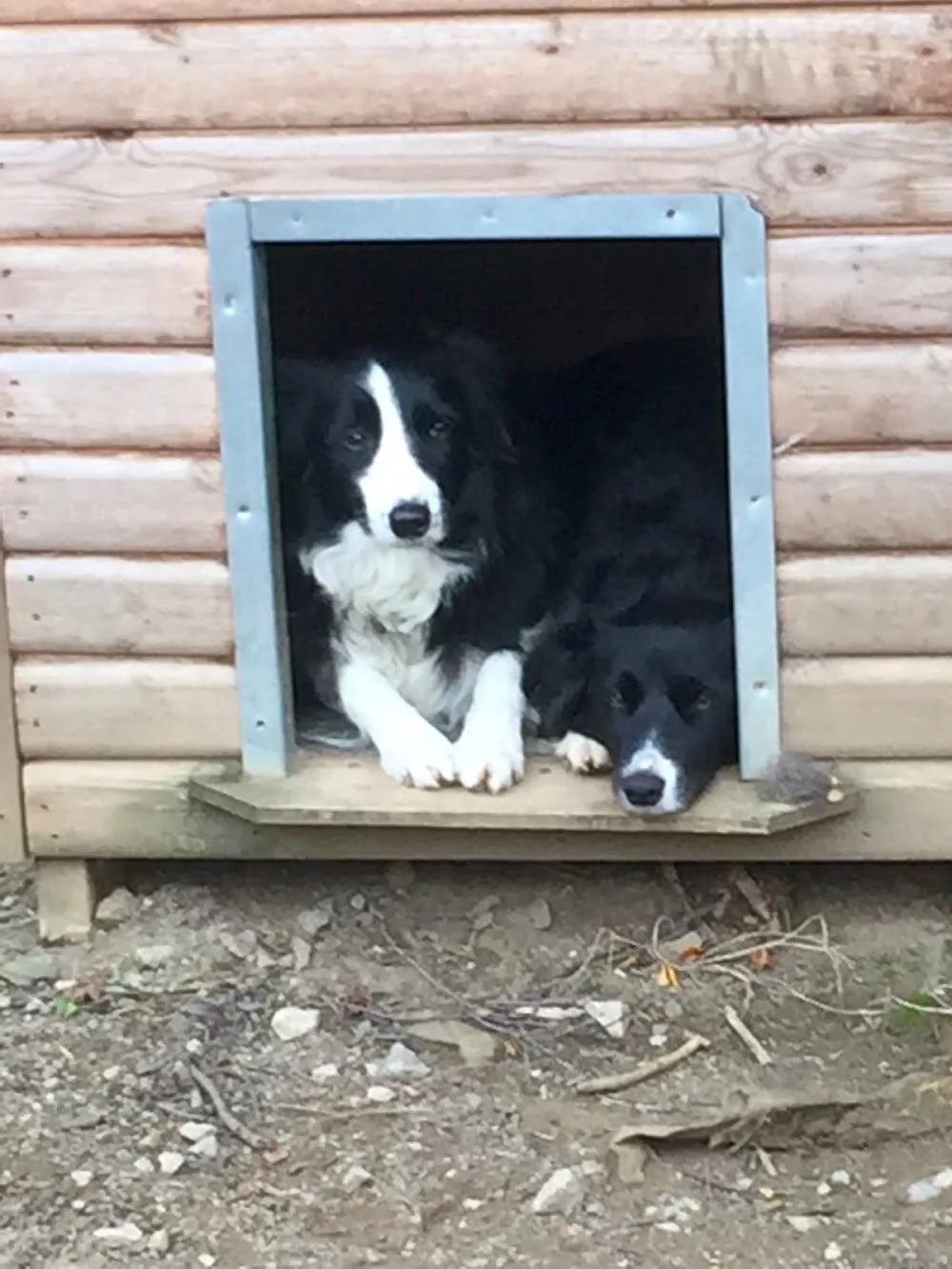 Bedale Boarding Kennels & Cattery. - Northallerton pet otel görseli 3
