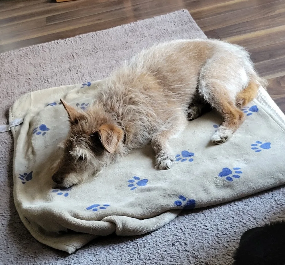 Hollins Close Kennels - Northallerton pet otel görseli 2