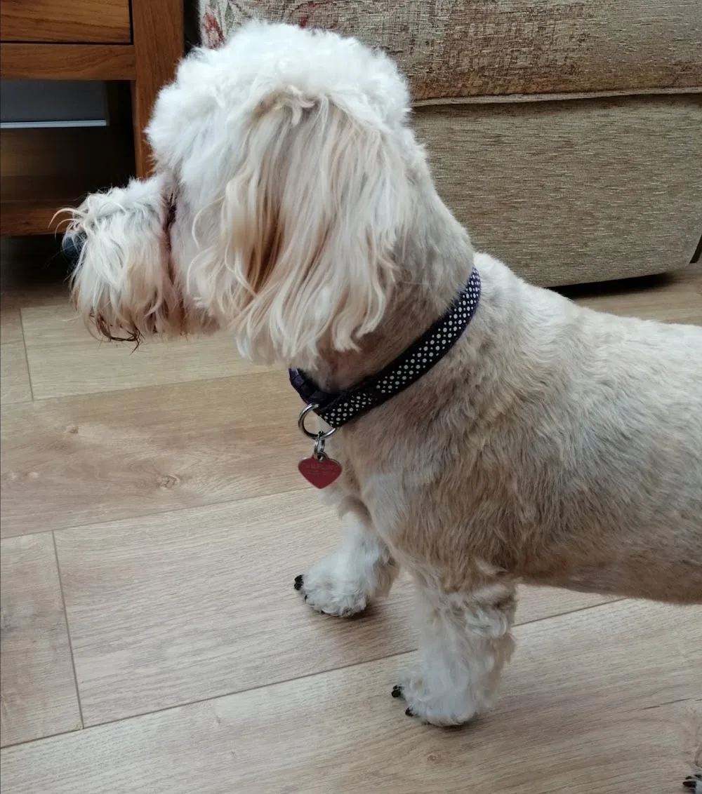 Hollins Close Kennels - Northallerton pet otel görseli 3