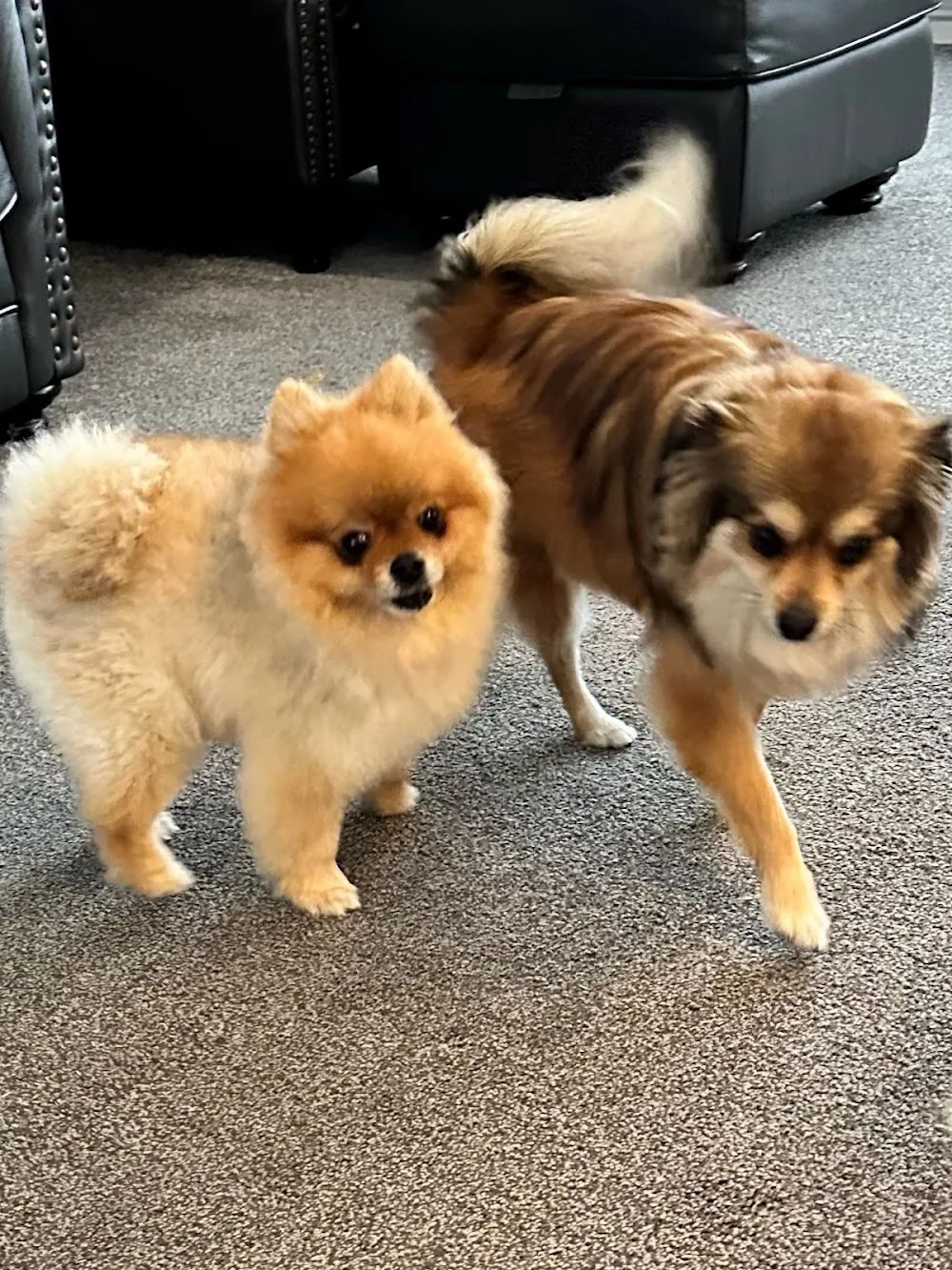 Park House Luxury Dog Boarding - Northallerton pet otel