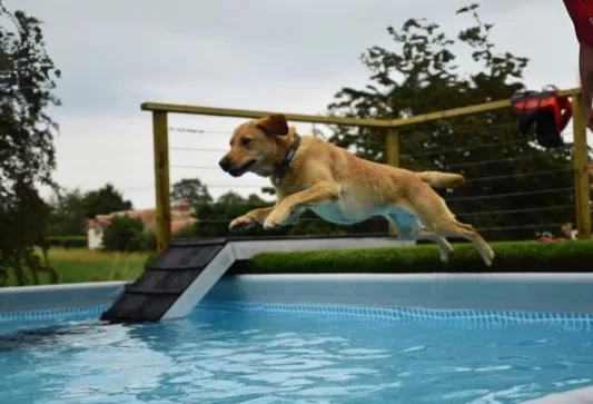 Petpals Northallerton - Northallerton pet otel görseli 2