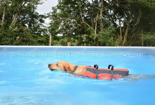Petpals Northallerton - Northallerton pet otel görseli 3