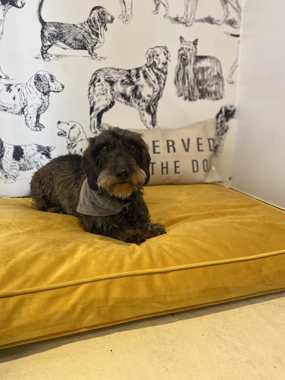 Wensleydale Woofs - Northallerton pet otel