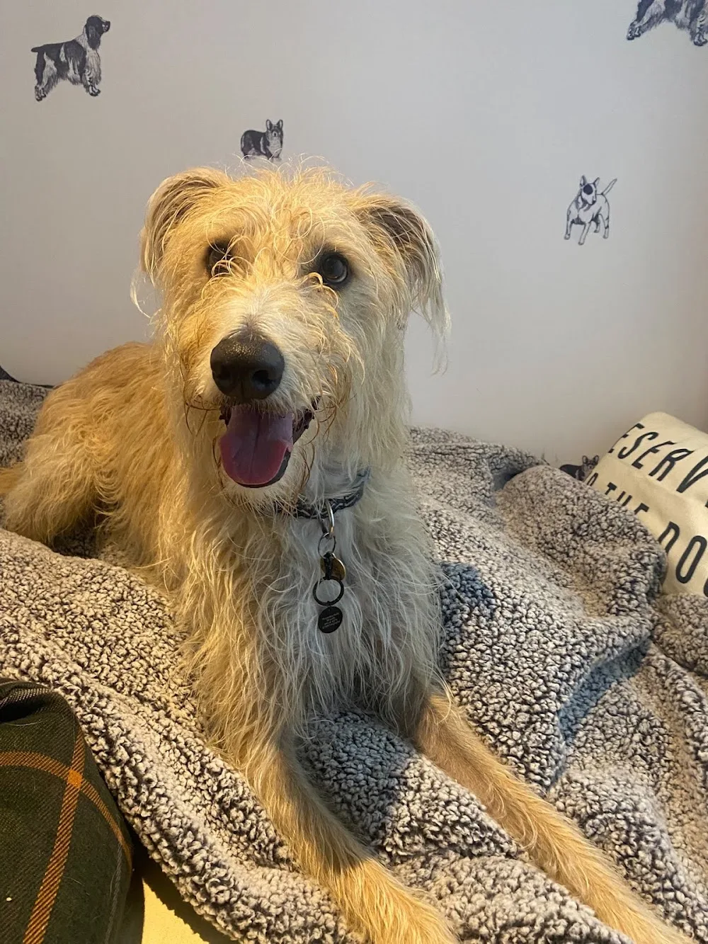 Wensleydale Woofs - Northallerton pet otel görseli 3