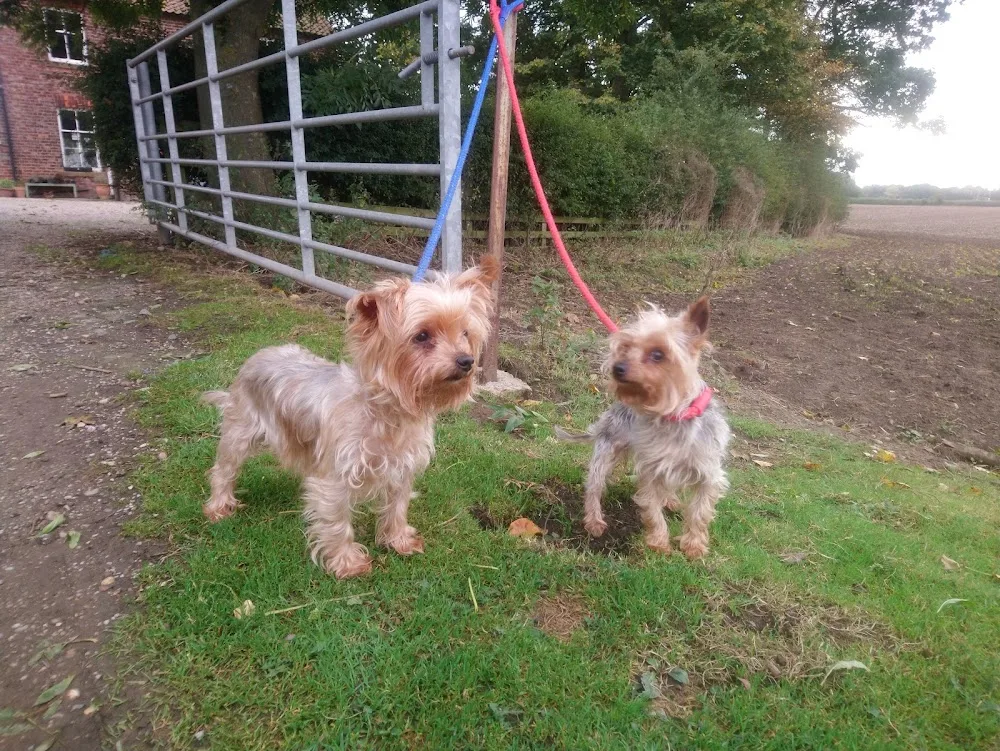 Yappy Nights @ Clowbeck - Northallerton pet otel görseli 3