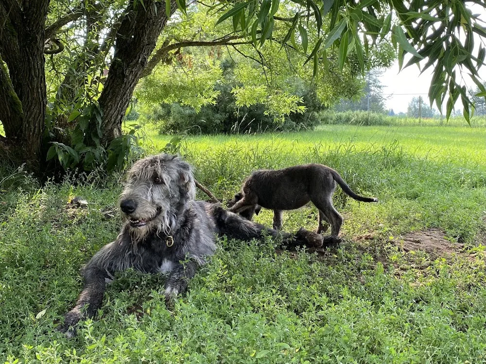 Riverwolf Kennel - Northern Ostrobothnia pet otel