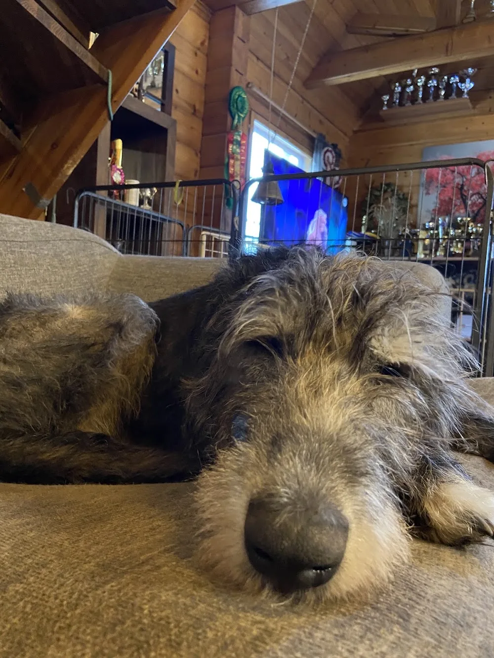 Riverwolf Kennel - Northern Ostrobothnia pet otel görseli 3