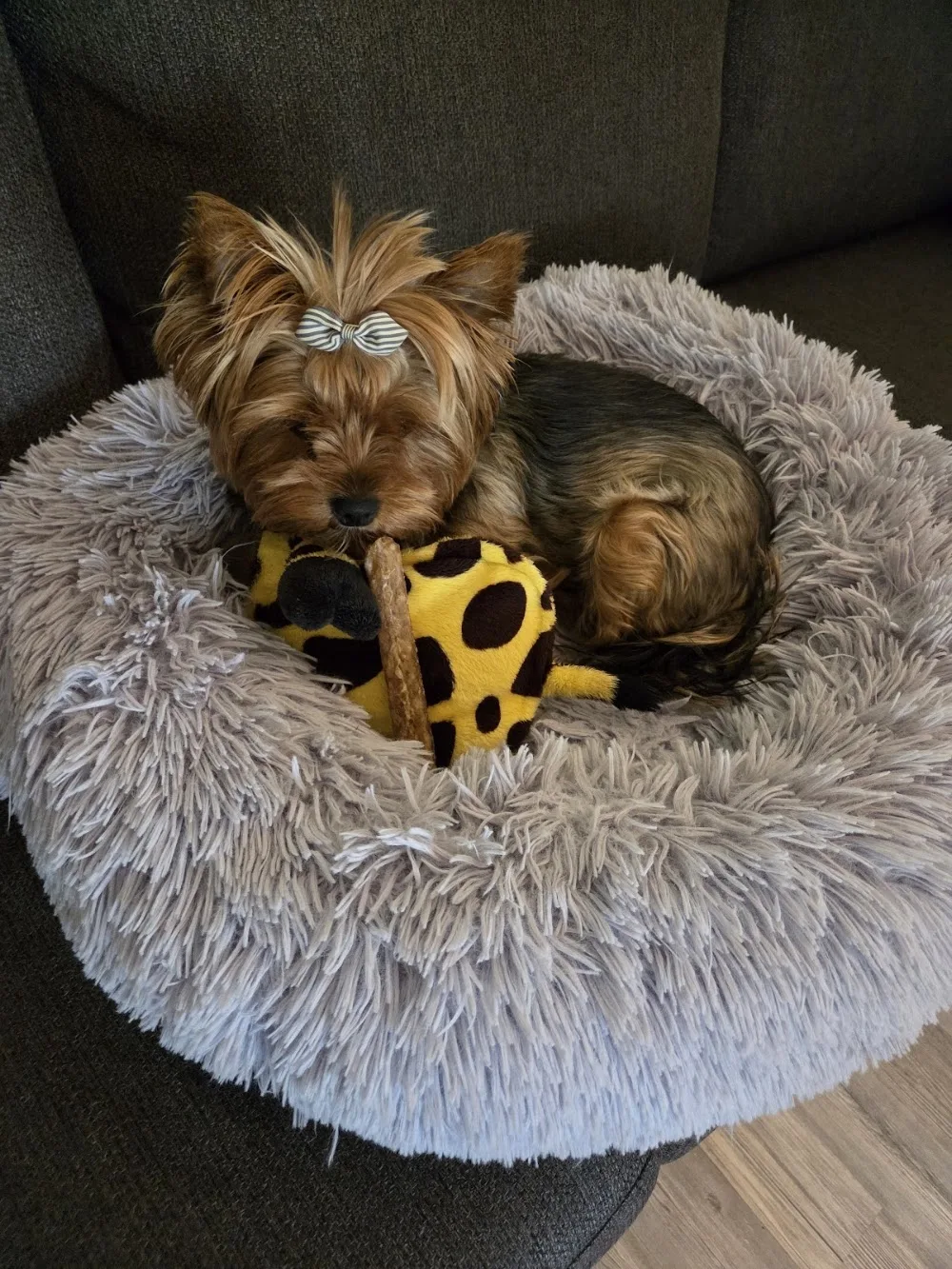 Lux Paws koiratrimmaamo Siilinjärvi - Northern Savonia pet otel