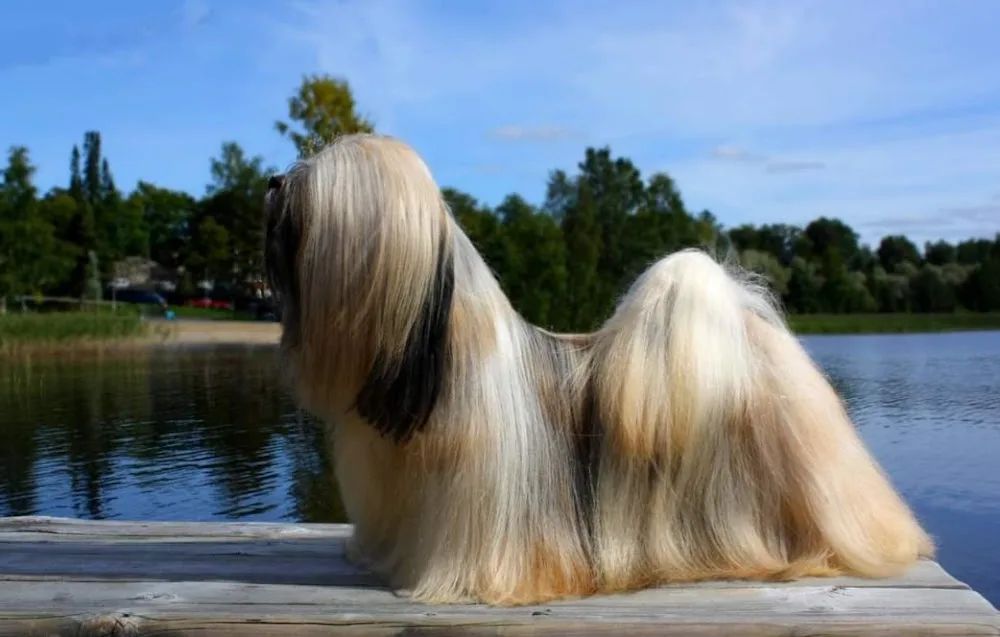 Lux Paws koiratrimmaamo Siilinjärvi - Northern Savonia pet otel görseli 3