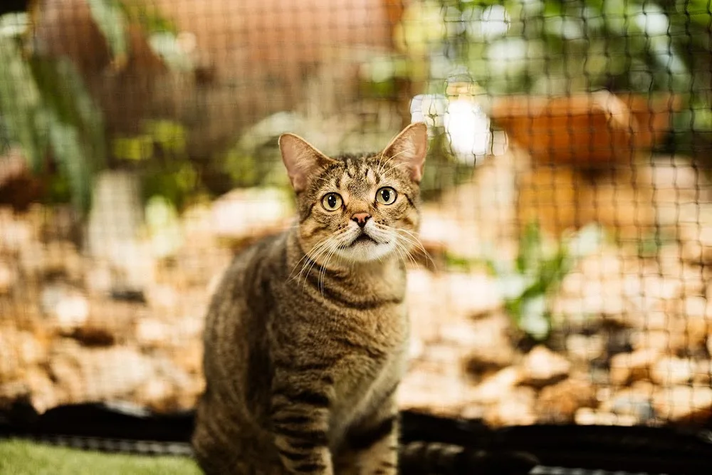 Haus of Gato - Northern Territory pet otel görseli 3