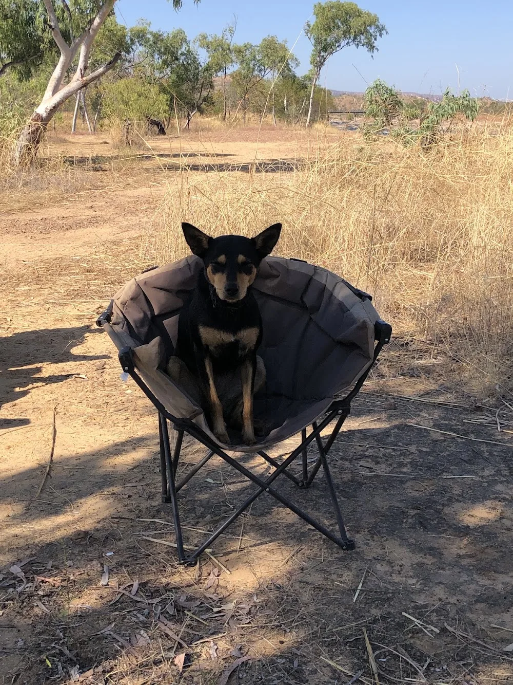 Howard Springs Kennels - Northern Territory pet otel görseli 3