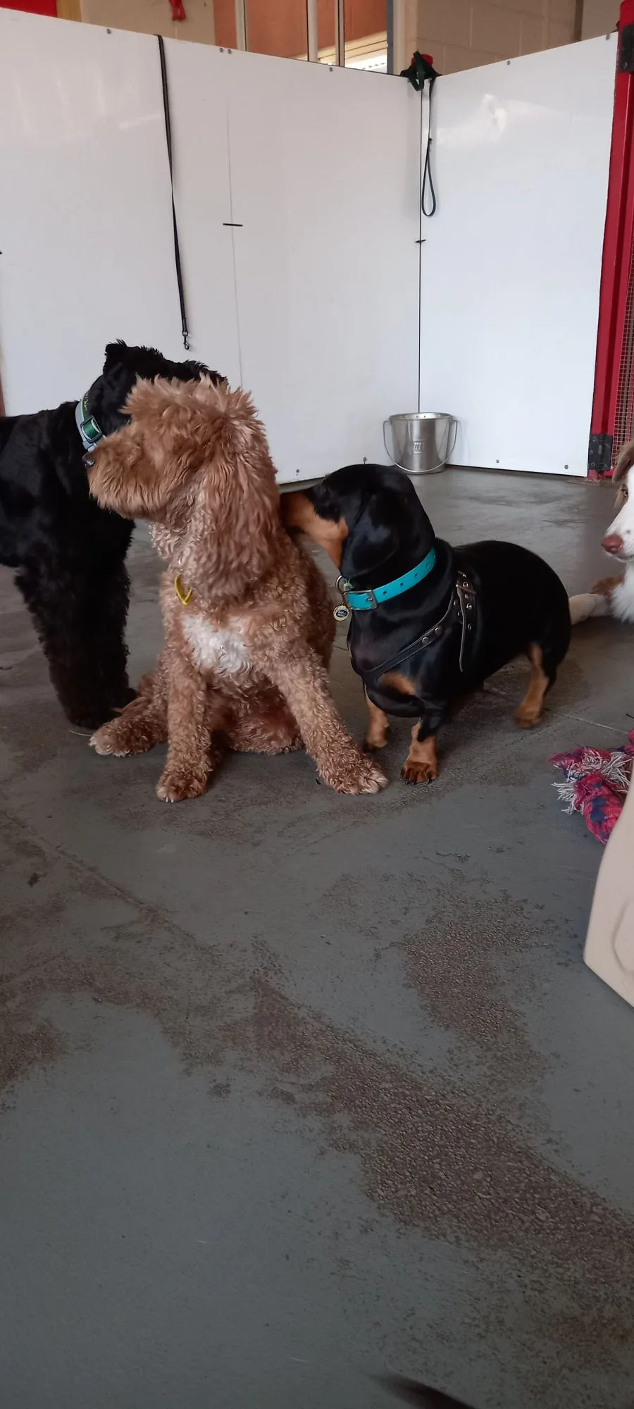 Liz's Doggy Daycare - Northern Territory pet otel görseli 2