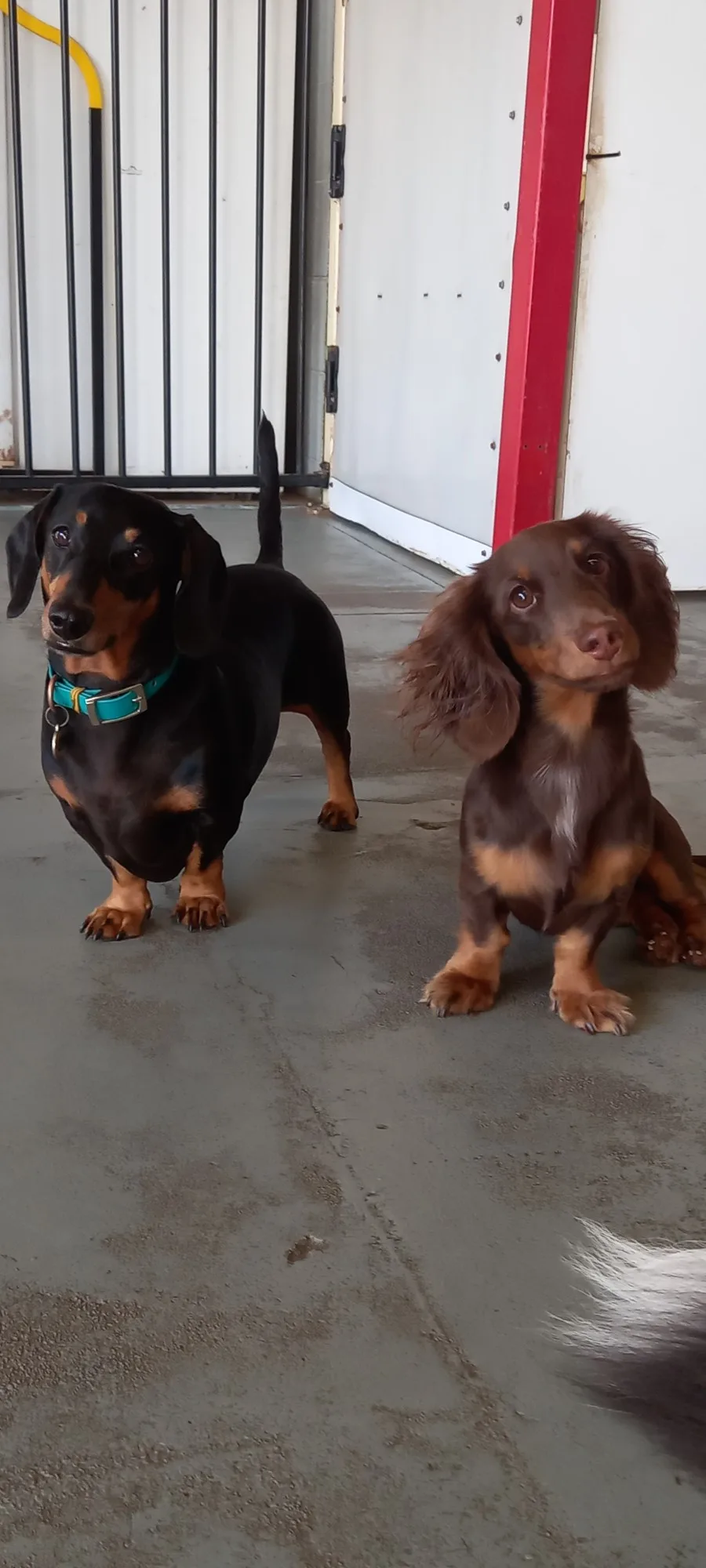 Liz's Doggy Daycare - Northern Territory pet otel görseli 3
