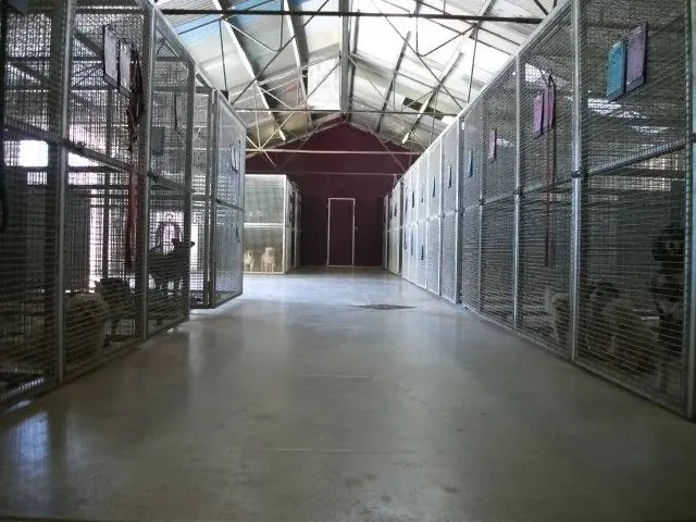Pawz N Clawz Pet Accommodation - Northern Territory pet otel görseli 3