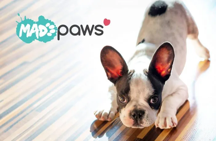 Pet Sitting Darwin | Overnight & Daytime Pet Care| Pet Sitter & Dog Walker Marketplace - Northern Territory pet otel görseli 2