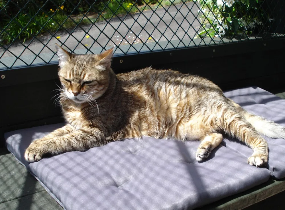 Cable Bay Cattery - Northland pet otel görseli 3
