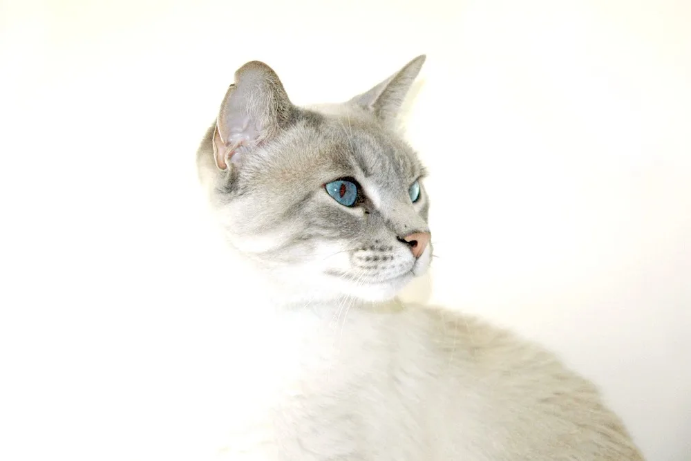 Cat Hotel Stoney Creek - Northland pet otel görseli 3