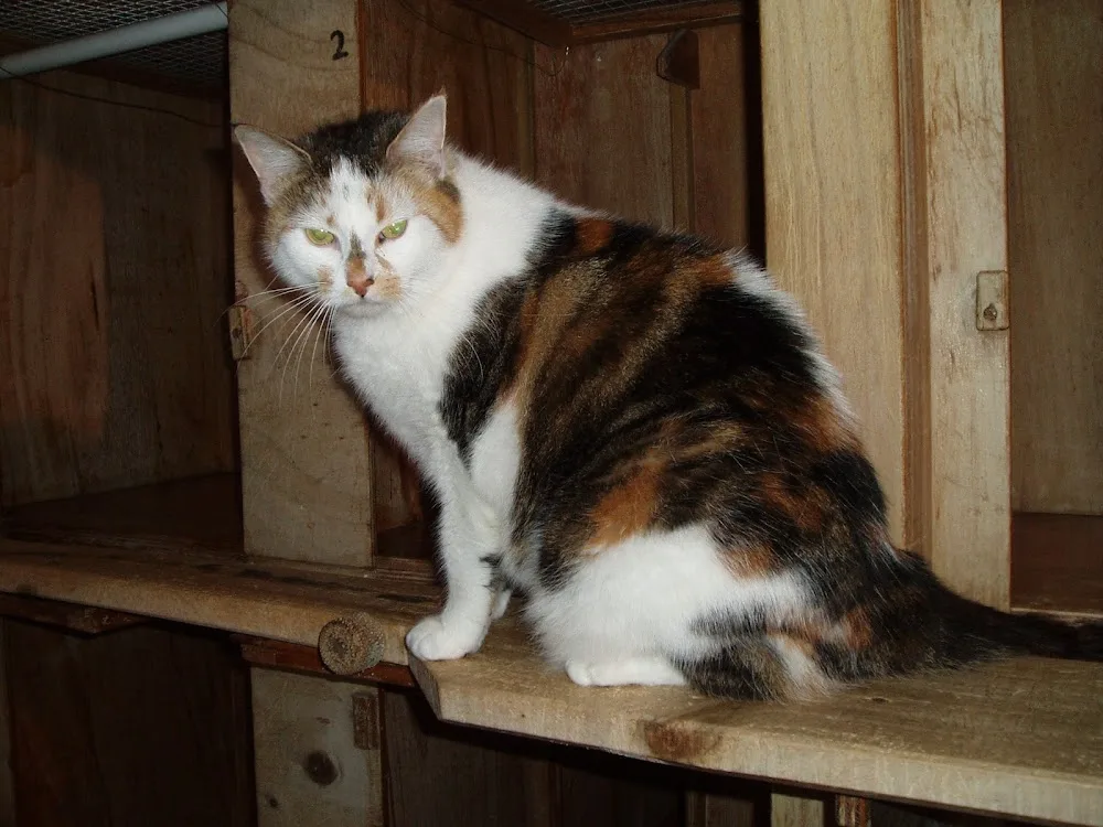 Cats Pyjamas Boarding Cattery - Northland pet otel