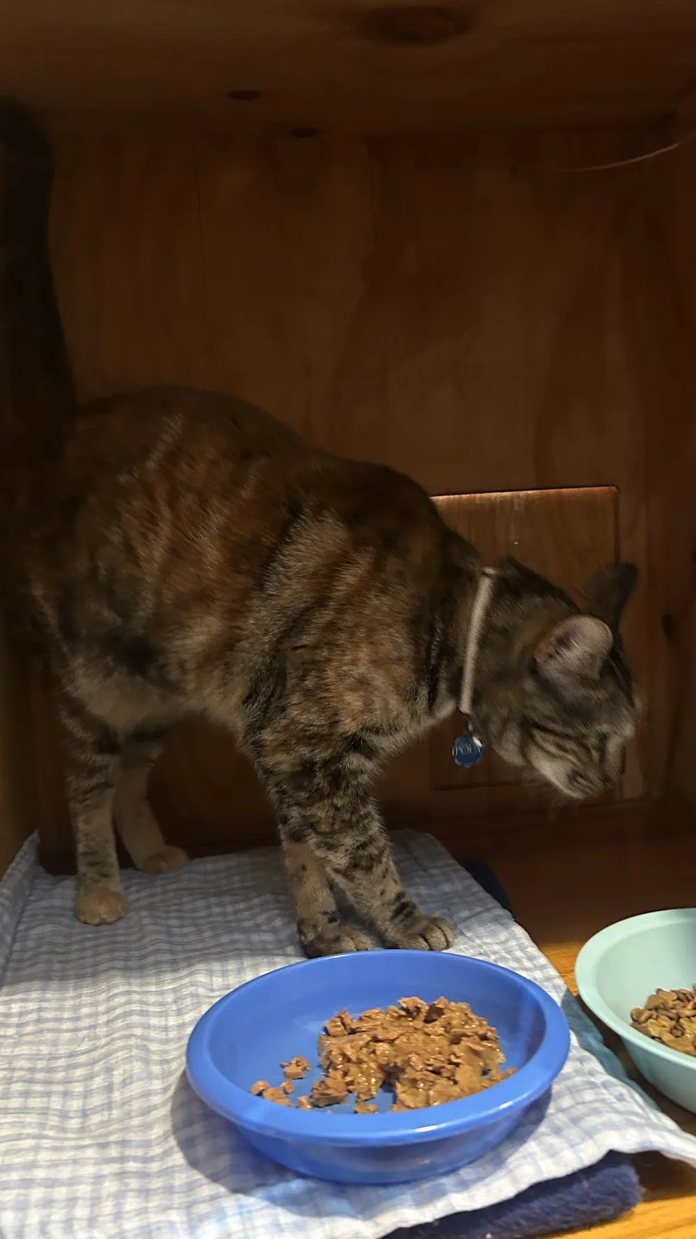 Cats Pyjamas Boarding Cattery - Northland pet otel görseli 3