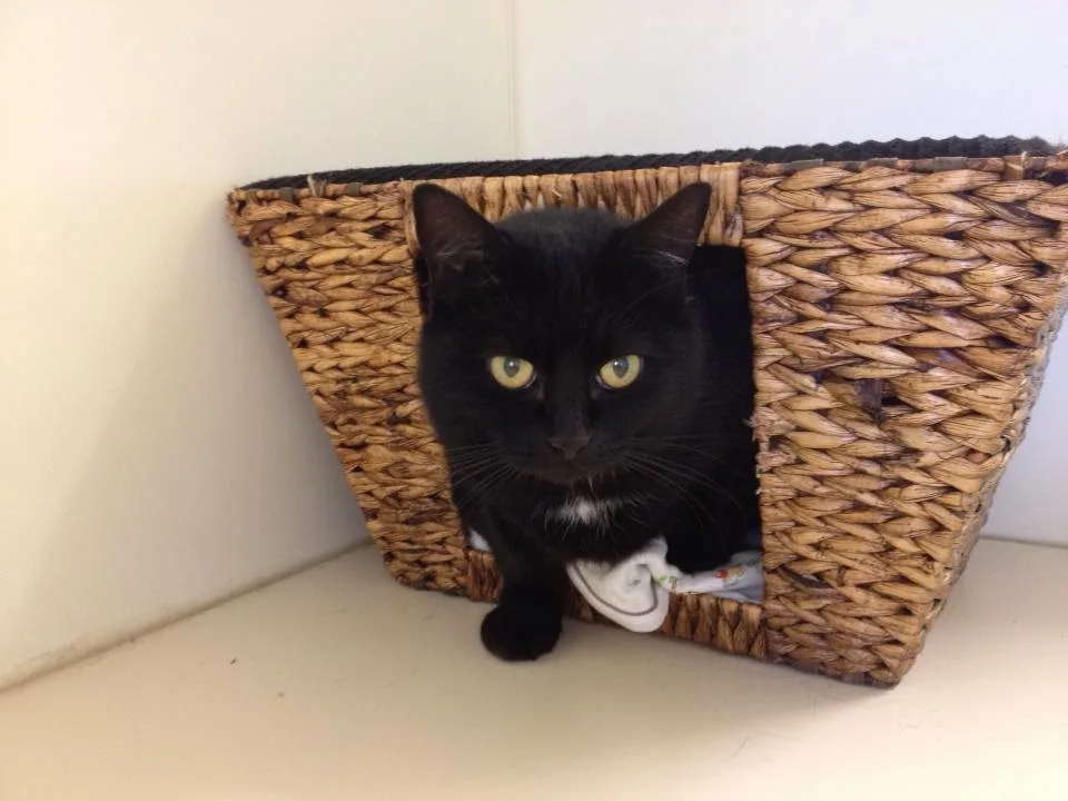Deloraine Cattery - Northland pet otel görseli 5