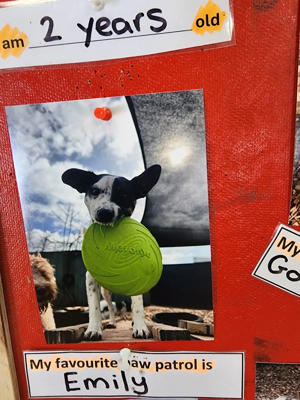 Klipped in the city - Northland pet otel