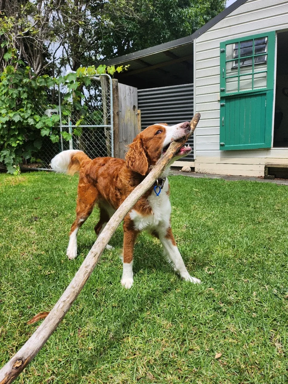 Little House Kennels - Northland pet otel