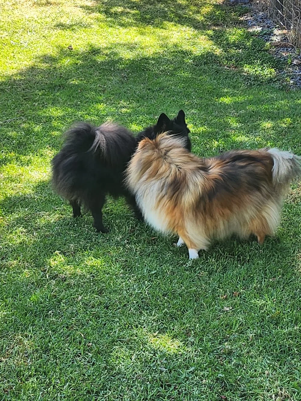 Little House Kennels - Northland pet otel görseli 3
